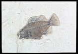 Cockerellites (Priscacara) Fossil Fish - Wyoming #51064-1